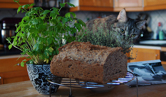 Schnelles Körndlbrot 