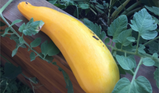 Gigantengartenzucchini